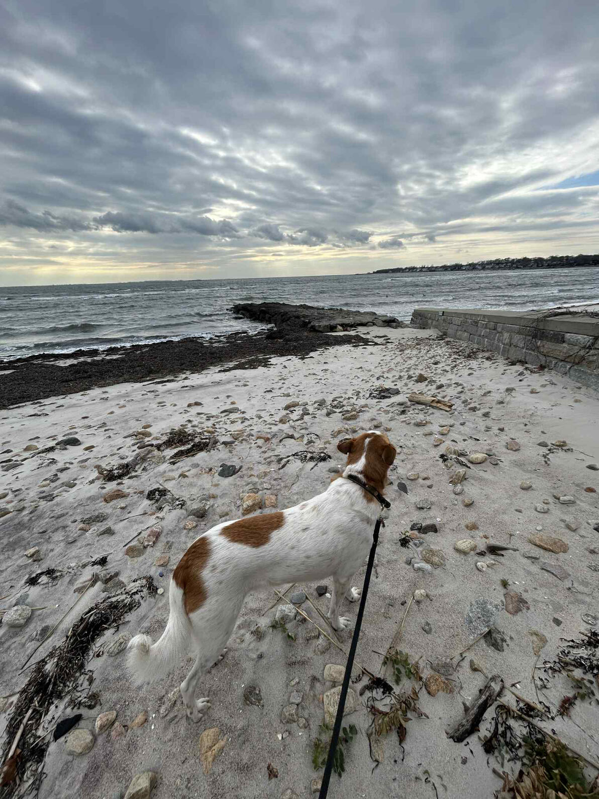 Brown and white dog on a leash standing on a rocky beach, looking out over the ocean under a cloudy sky.