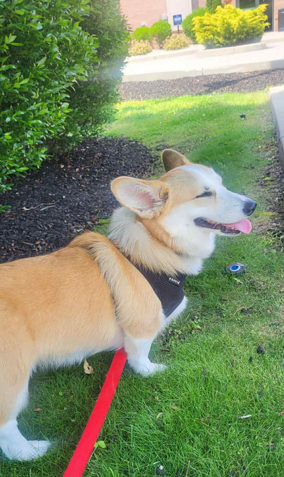 Tan and white corgi wearing a harness, standing on grass and looking to the side with its tongue slightly out.