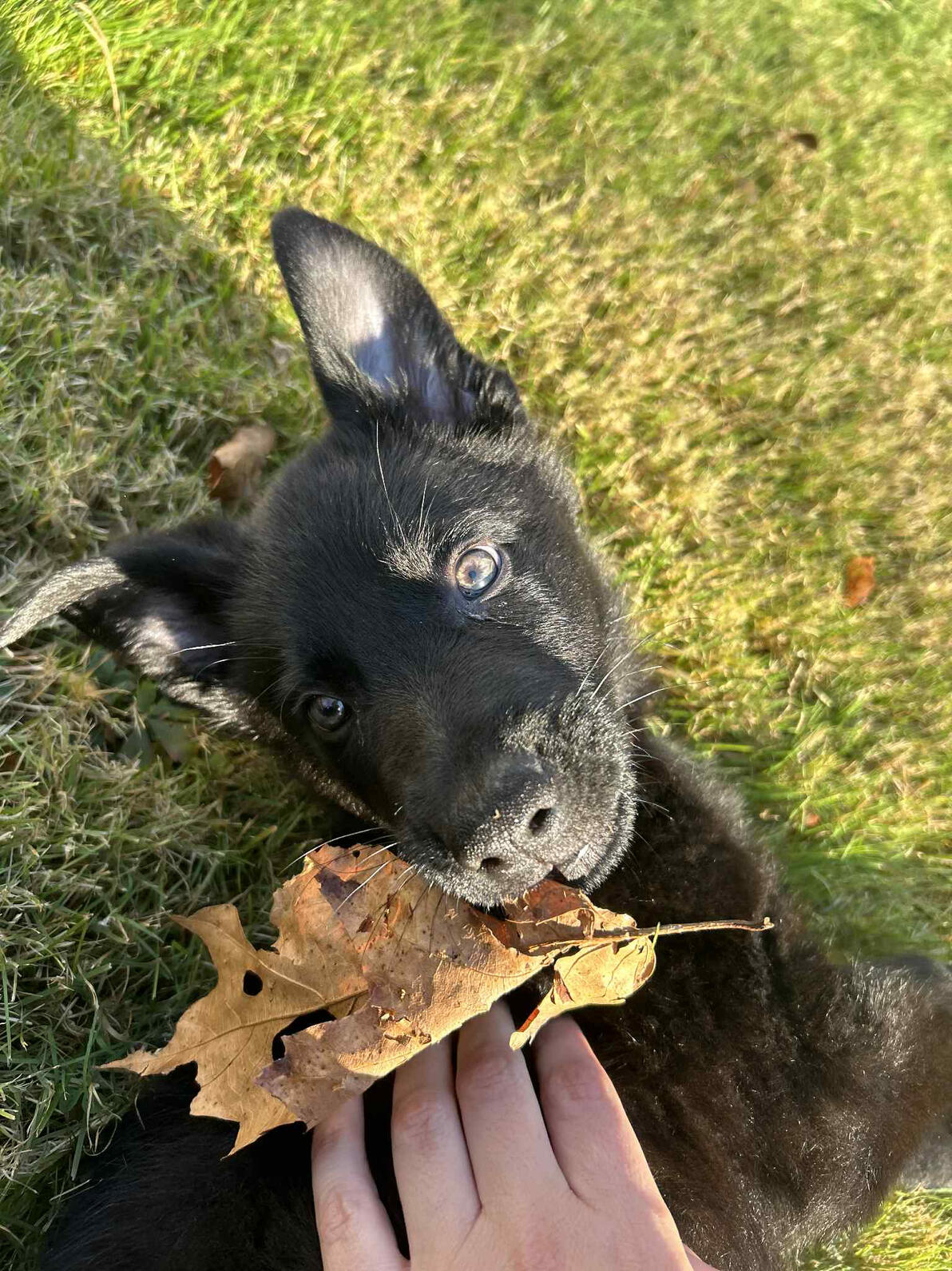 Black puppy lying in grass, chewing on a dry leaf and looking up toward the camera.