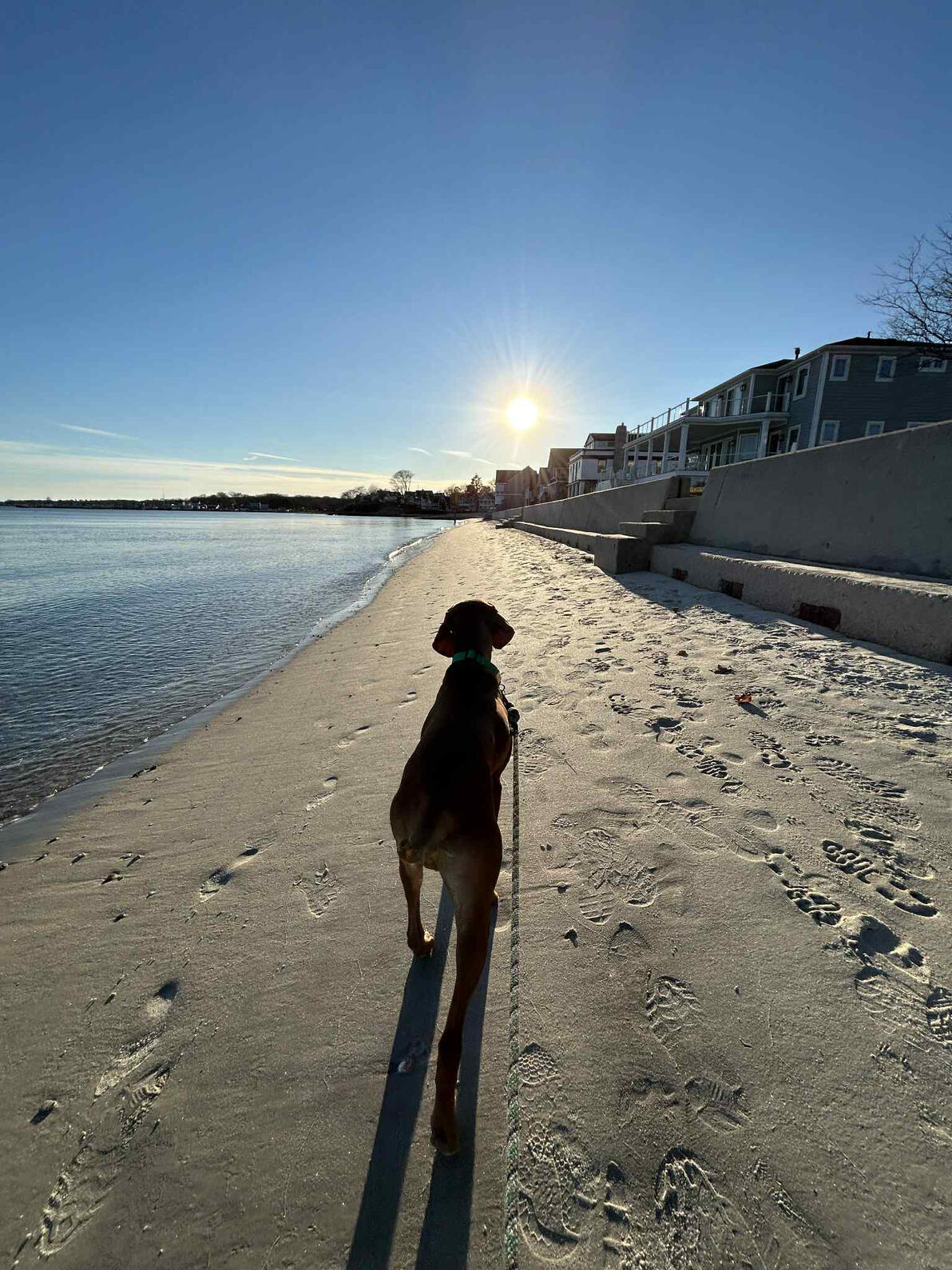 Brown dog on a leash walking along a sandy shoreline at sunset, with waterfront homes in the distance.