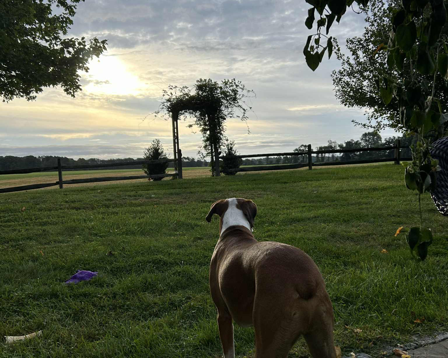 Brown and white dog standing in a grassy yard at sunset, facing an outdoor wedding arch framed by trees.