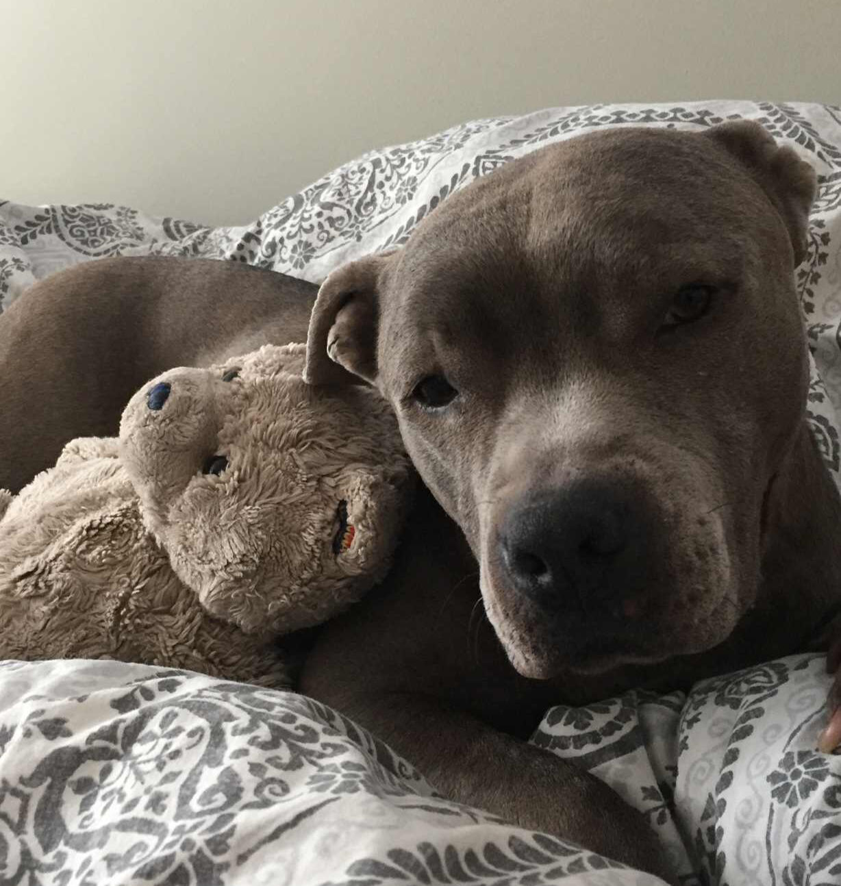 Dominic ready for bed after a long day running around. Large pit–mix dog lying on a bed cuddling a stuffed toy, resting its head on patterned blankets in a cozy bedroom.