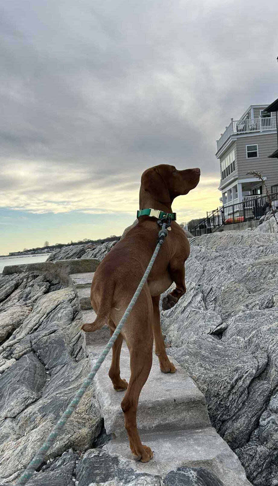 Brown dog on a leash standing on coastal rocks, looking out toward the water with houses along the shoreline in the background.