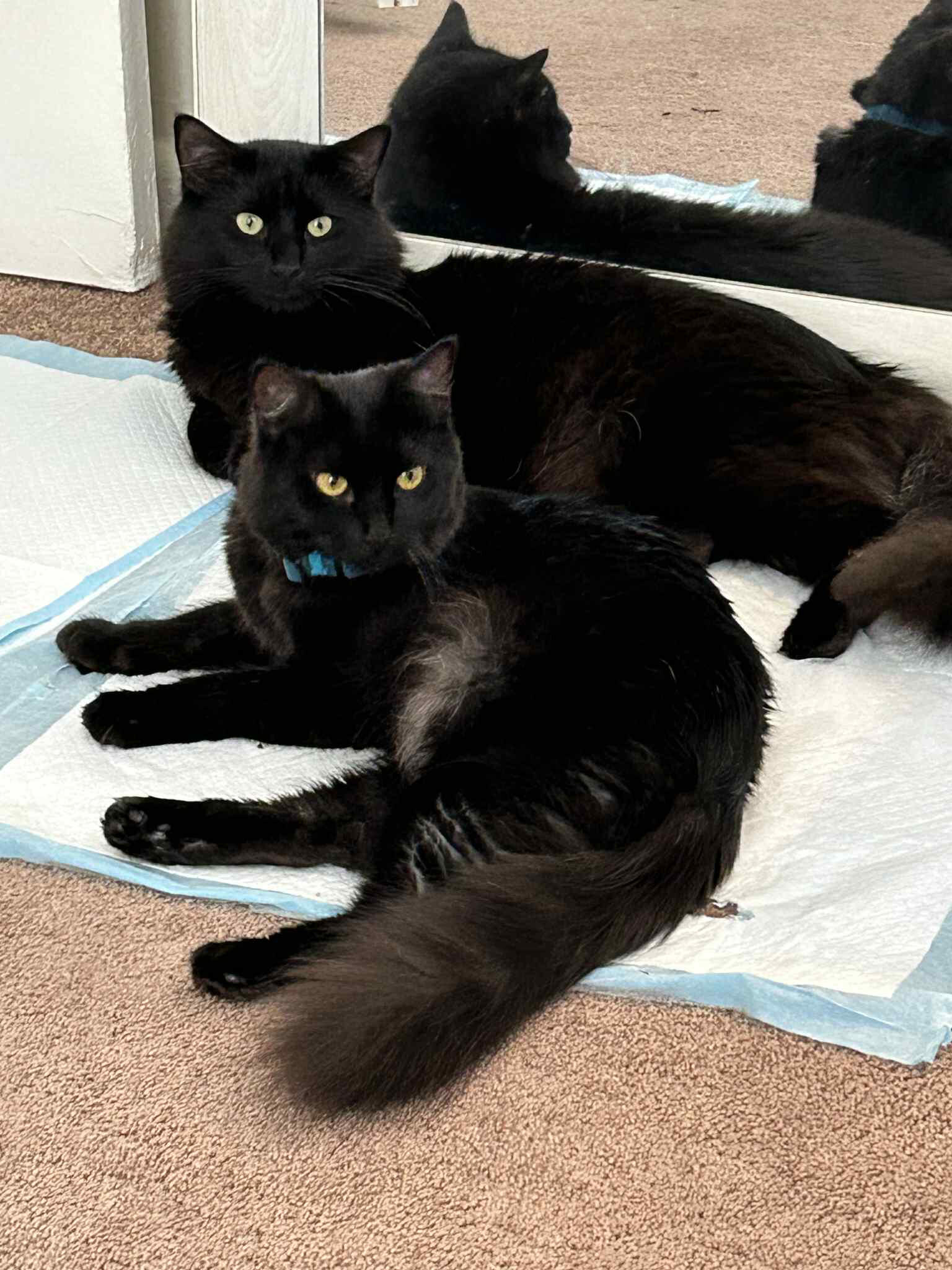 Two black cats lying on absorbent pads indoors, one stretched out in front while the other rests behind it.
